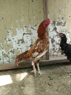 Sindhi Peela Male.