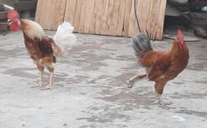 young desi breeder rooster (pathay) 7 month