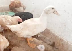 Duck for Sale 3 Months Active Full white