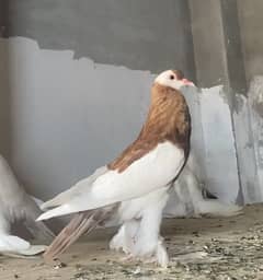 Megpie pouter females