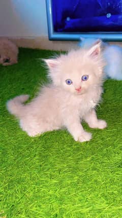 Persian Kitten Available