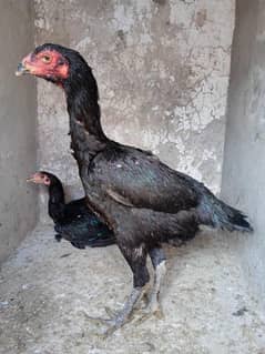 thai+Turkishhint chick