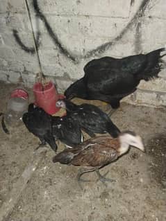 Thai female with 4 chicks