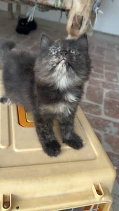 Persian triple coated kitten for sale