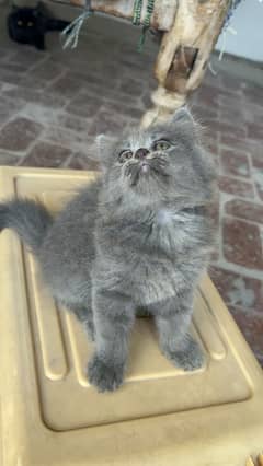 Persian triple coated kitten for sale