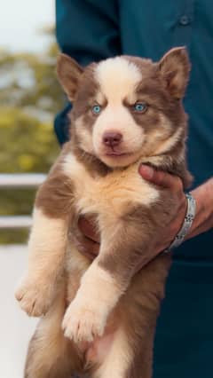 Siberian