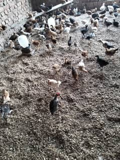 golden misri chooza for sale