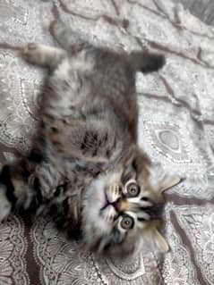 Grey Persian kitten