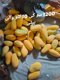 multan mango Farm