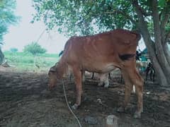 sahiwal cholistani cross vachi for sale 03120689129