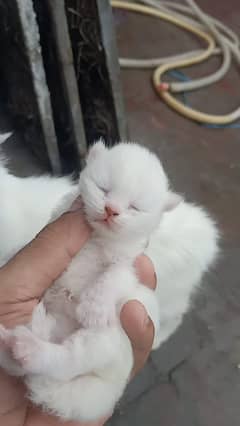 Persian cat whit baby