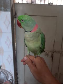 raw alexandarine