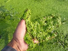 azolla and duckweed