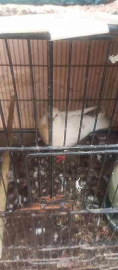 sale male pigeons