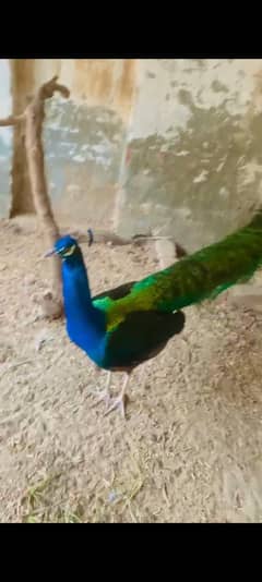 Blue shoulder peacok pair  for sale