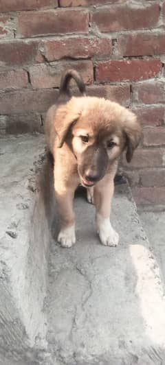 Bakarwal Dog