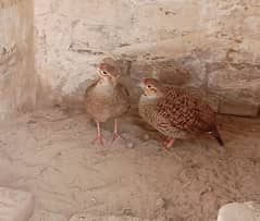 dakhni teetar Breeder pair