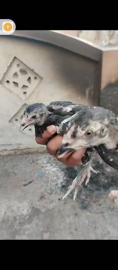 3 high quality muskha aseel chicks for sale  | lasani cross chicks