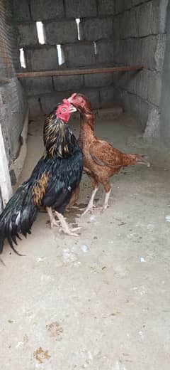 Aseel mainwali