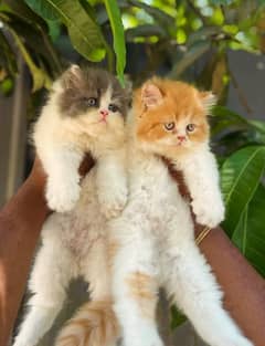 Pure Persian or ragdoll kittens available (adult cats on adoption)
