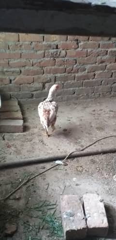 Aseel
