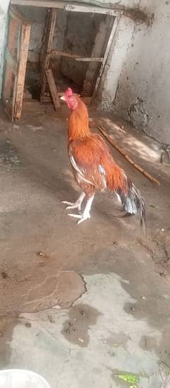 peela