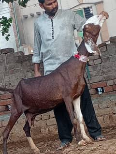 Nagra Gabban Bakri Sale