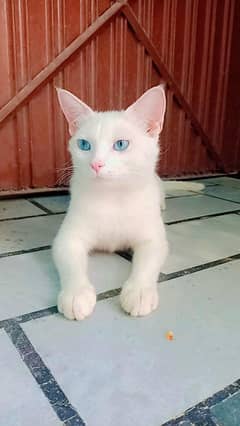 Persian cat