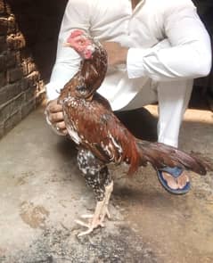 Aseel Sindhi Nasal Hens & Cocks for Sale – Pure Home-Bred