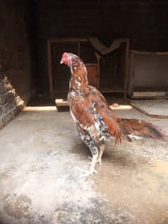 Aseel Sindhi Nasal Hens & Cocks for Sale – Pure Home-Bred