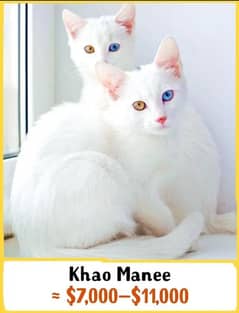 Russian kitten with two colours eyes original breed