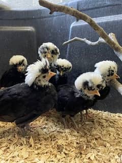 polish chicks |fancy chicks | heera aseel Fertile Eggs |eggs | hen