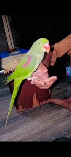 raw female for sale