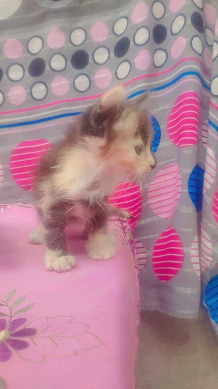 different color and size kitten 0