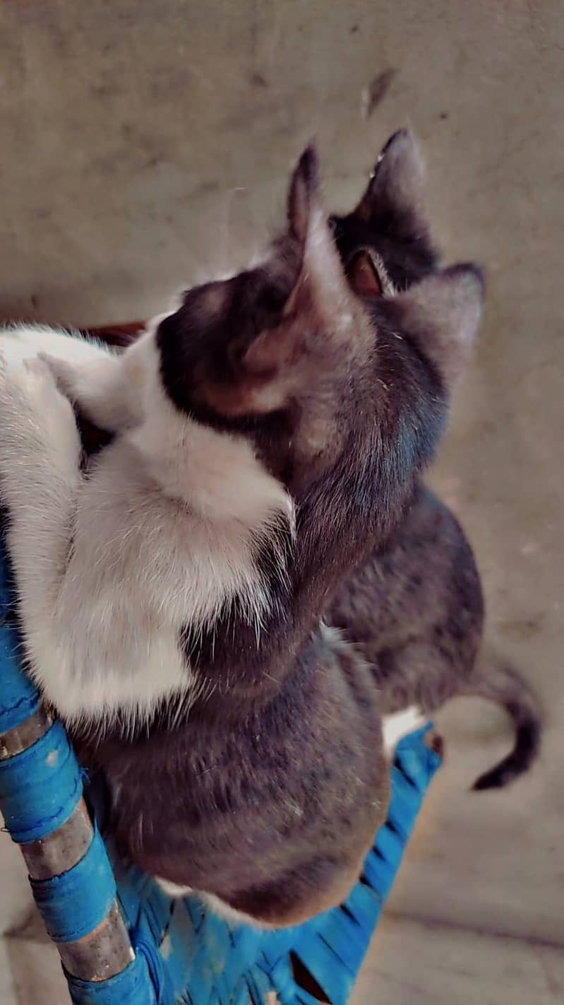 different color and size kitten 1