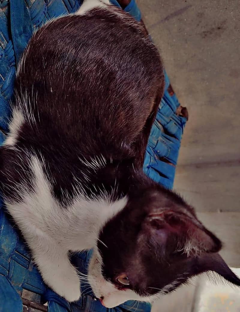 different color and size kitten 2