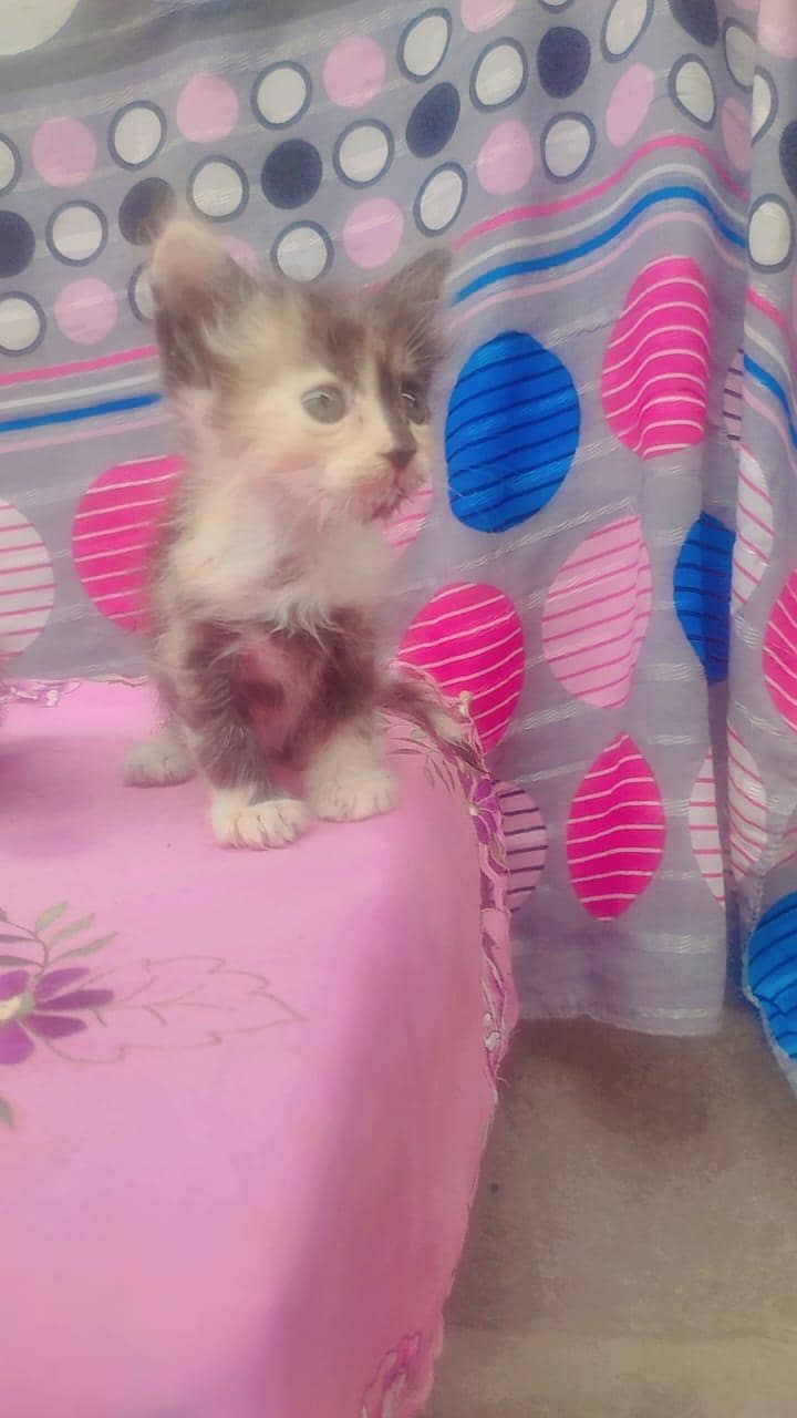 different color and size kitten 3