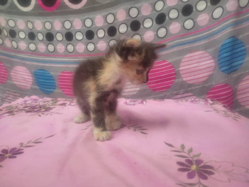 different color and size kitten 4