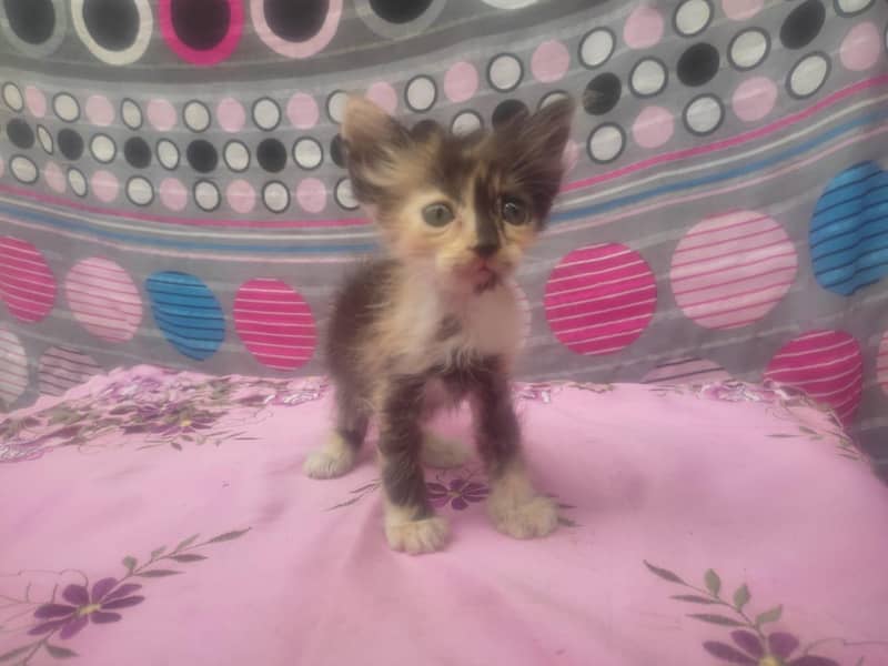different color and size kitten 5