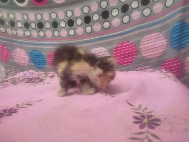 different color and size kitten 6
