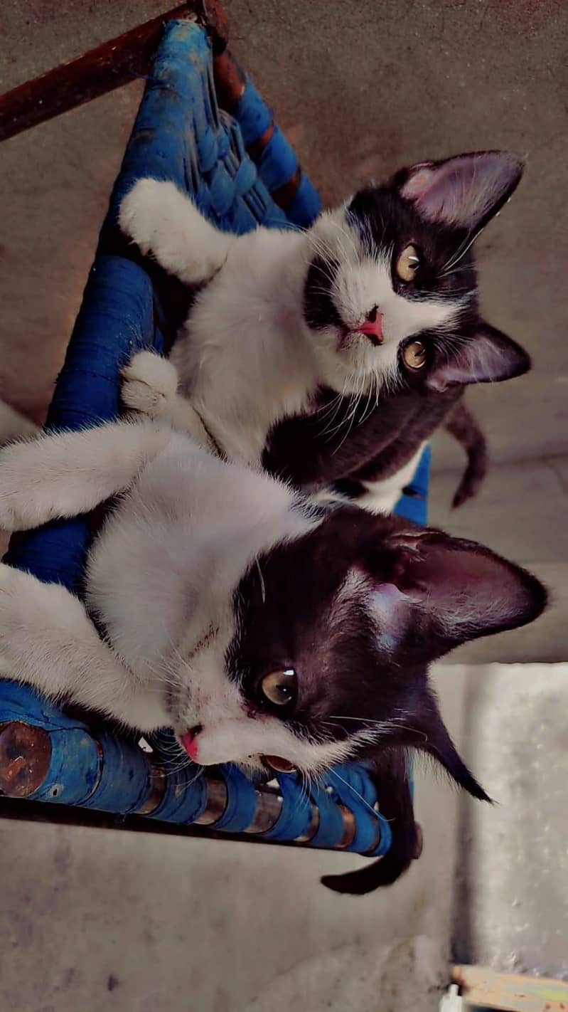different color and size kitten 7