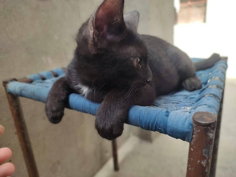 different color and size kitten 9
