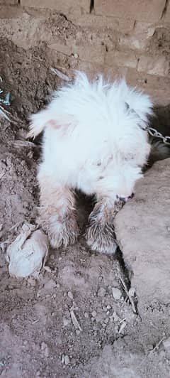 Beautiful Russian female looking for new shelter