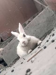 Rabbits or sale