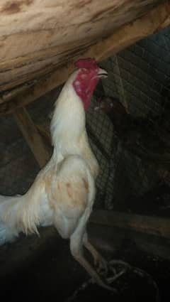 pair for sale