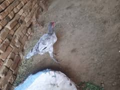 Aseel
