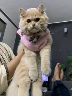 Fawn persian male cat