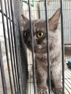 Persian cat