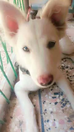 6 month female dog