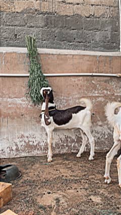 Good quality goats
